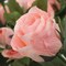 Blushing Beauty: 3-Pack of 16" Pink Rose Sprays with 4 Silk Flowers and 2 Realistic Buds - Perfect for Weddings, Baby Showers, and DIY Floral Arrangements